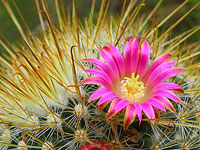 Mammillaria magnifica